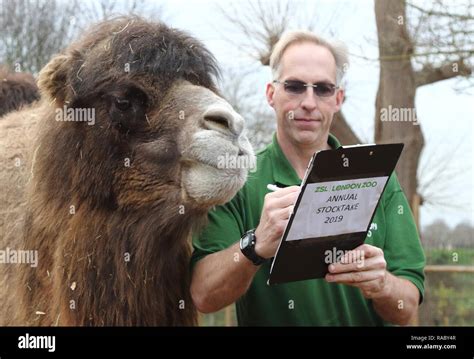 Un Gardien De Zoo à Zsl London Zoo Vu Compter Les Chameaux De Bactriane