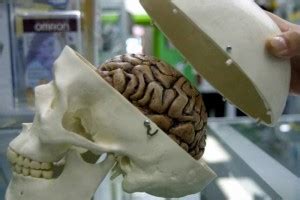 El Universal Sociedad El Cerebro De Hombres Y Mujeres Es Diferente