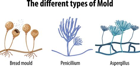 The different types of mold 8336945 Vector Art at Vecteezy