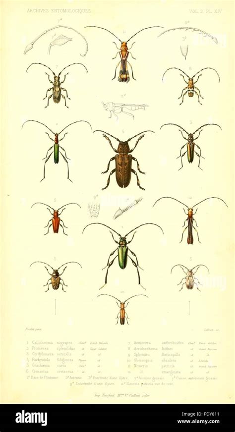 Archives Entomologiques Ou Recueil Contenant Des Illustrations D