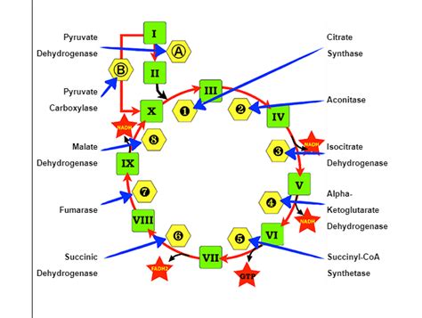 TCA Cycle Diagram Quizlet