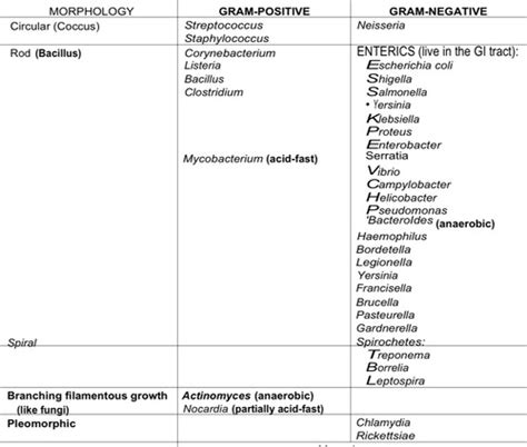 Bacteria Shapes Gram Flashcards Quizlet