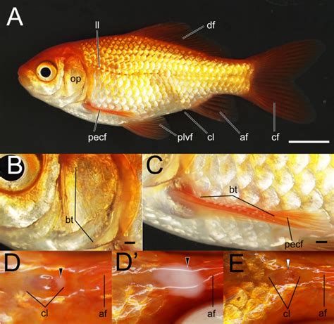 Male Goldfish And Female Goldfish Differences