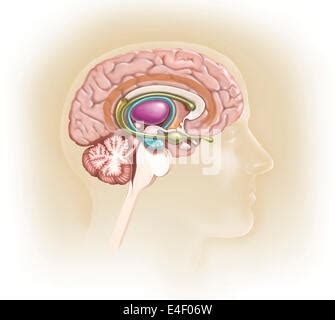 Brain Limbic System Illustration Stock Photo Alamy