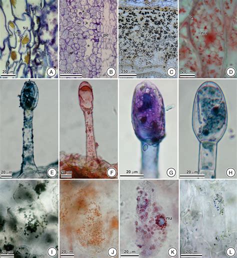 SciELO Brasil Structure And Histochemistry Of Medicinal Species Of