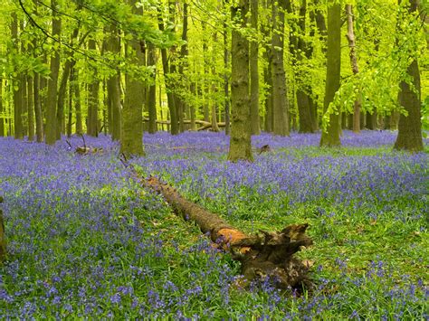 Ashridge Bluebells | Where Angells Tread!