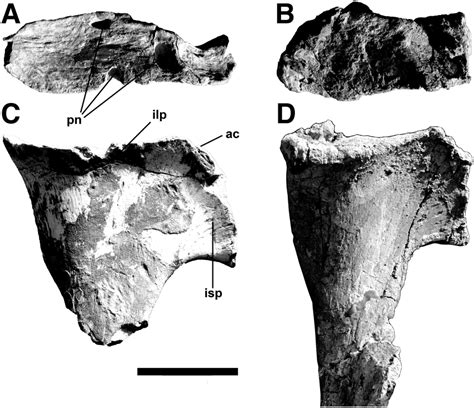 Pubis Of Murusraptor Barrosaensis Holotype Mcf Pvph 411 A C Download Scientific Diagram