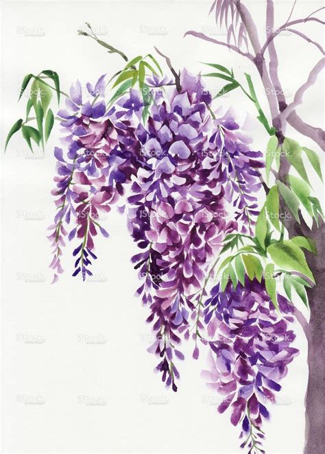 Original Watercolor Painting Of Beautiful Wisteria Branches In Blossom