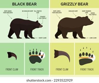 How Recognize Black Bear Grizzly Bear Stock Vector (Royalty Free ...