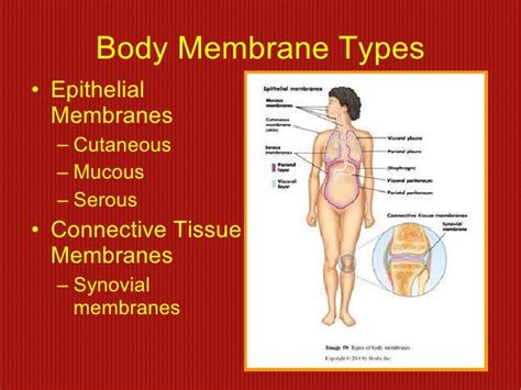 Skin and body membranes