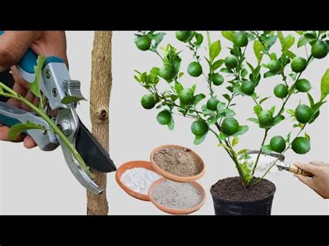 La Cantidad De Agua Necesaria Para Un Rbol De Lim N La Casa De La Huerta