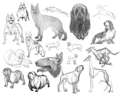 flustercup: Dog Sketches - Animal Anatomy Class