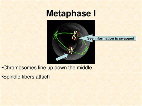 Ppt How Cells Divide Powerpoint Presentation Free Download Id 5738928