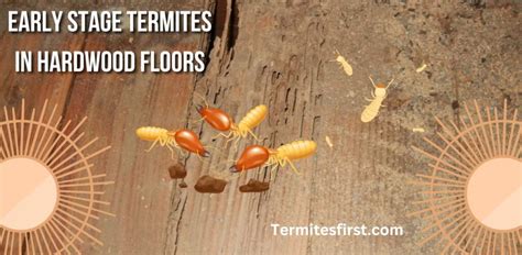 Termites First Early Stage Termites In Hardwood Floors Detecting Signs