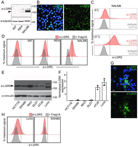 Characterisation Of Lgr Expression In Nalm And Lovo Cell Lines A