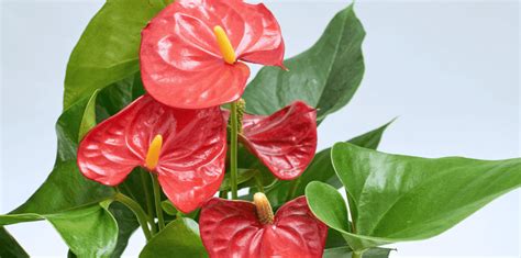 Anthurium Plant Care Living Color Garden Center