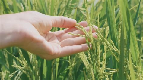 Agroalimentare Pil In Aumento