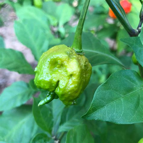 Fresh Carolina Reaper Peppers (Green/Unripe) – Bohica Pepper Hut