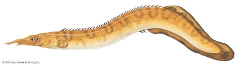 spiny eel freshwater aquarium care britannica