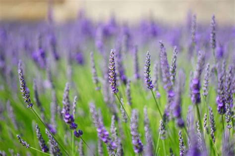 Free Picture Summer Horticulture Countryside Flora Field Nature