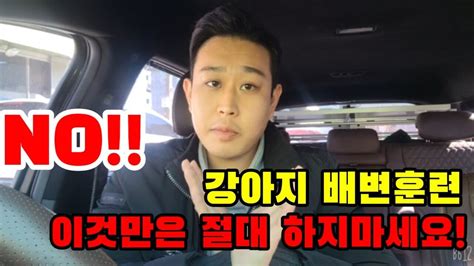 강아지 배변훈련 이것만 안따라해도 절반은 성공합니다 Youtube