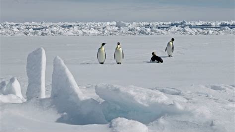 Antarctic Ice Melt May Have Killed Thousands Of Emperor Penguin Chicks Cbc News