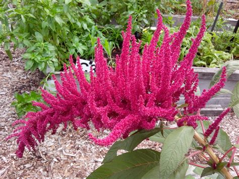 Amaranth How To Grow