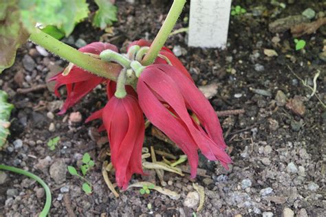 Podophyllum Delavayi Flowers At Ulf Sill Gdn Juniper Level Botanic Garden