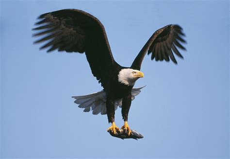 Bald Eagle With Fish Photograph By M Watson Pixels