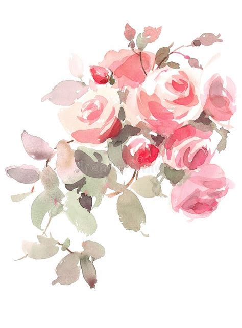 L Aquarelle Anglaise De Roses De Jardin Fleurit L Illustration Peinte