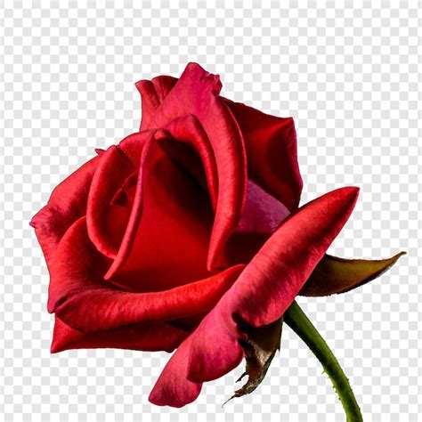 PSD Rote Rose Blume 2 000 Hochqualitative Kostenlose PSD Vorlagen