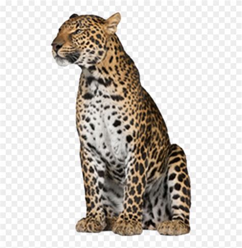 Leopard Png Free Download Leopard With No Background Transparent Png