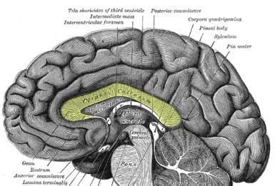 What Is The Corpus Callosum And Its Function In The Brain Brain