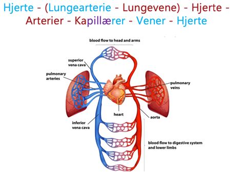 Kredsl Bet Diagram Quizlet