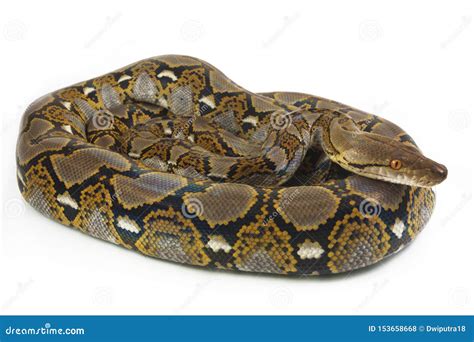 Retikulierte Pythonschlange Pythonschlange Reticulatus Stockfoto Bild