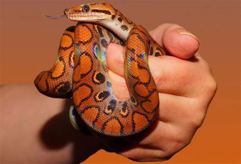 Königspython Haltung und Pflege im Terrarium Python regius