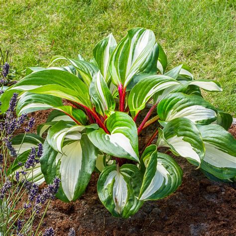 Buy Raspberry Sundae Hosta Shade Perennials Breck S