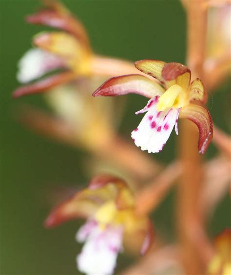 SPOTTED CORALROOT Corallorhiza Maculata 6 16 12 Dougla Flickr