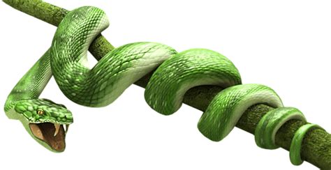 Serpiente Png Transparente Stickpng Images And Photos Finder