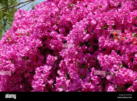 Bougainvillea Arch Fotograf As E Im Genes De Alta Resoluci N Alamy