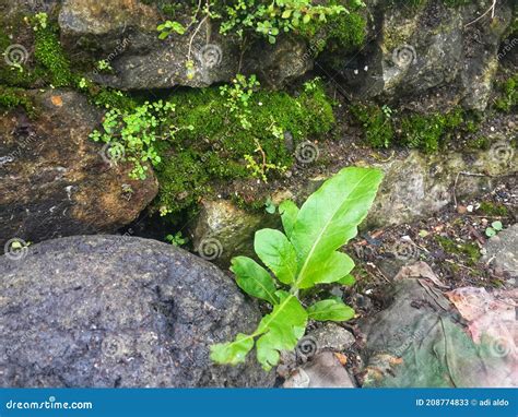 Plantas De Hojas Que Crecen Y Se Desarrollan En El Este De Indonesia