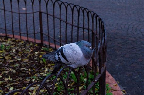 Premium Photo | Close-up of pigeon