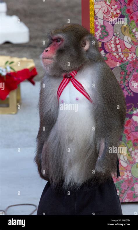 Attitude monkey hi-res stock photography and images - Alamy