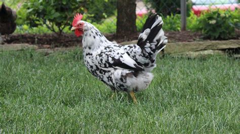 Raising Chickens for Eggs – Hatching Time