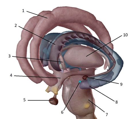 Hippocampal Formation Diagram | Quizlet