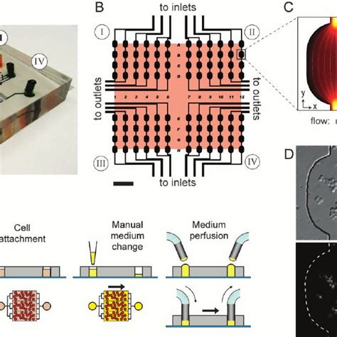 Microfluidic Cell Culture Array Design And Operation A Photograph Of