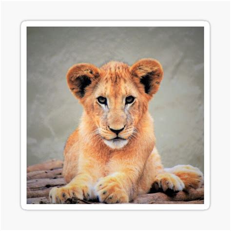 "Lion Cub " Sticker for Sale by Fakier | Redbubble