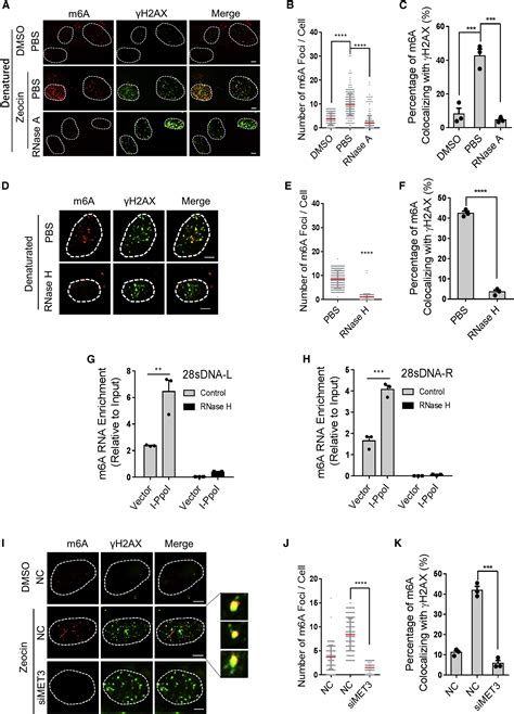 Mettl3 And N6 Methyladenosine Promote Homologous Recombination Mediated