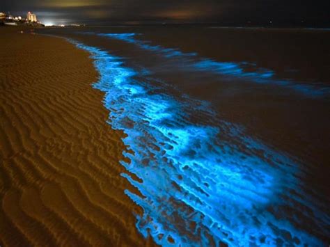 Playas Bioluminiscentes En M Xico Que No Te Puedes Perder