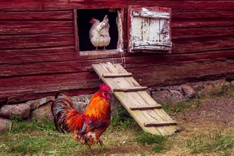 High Tech Hen House Plans • Tips & Tricks for Pets | Rooster House